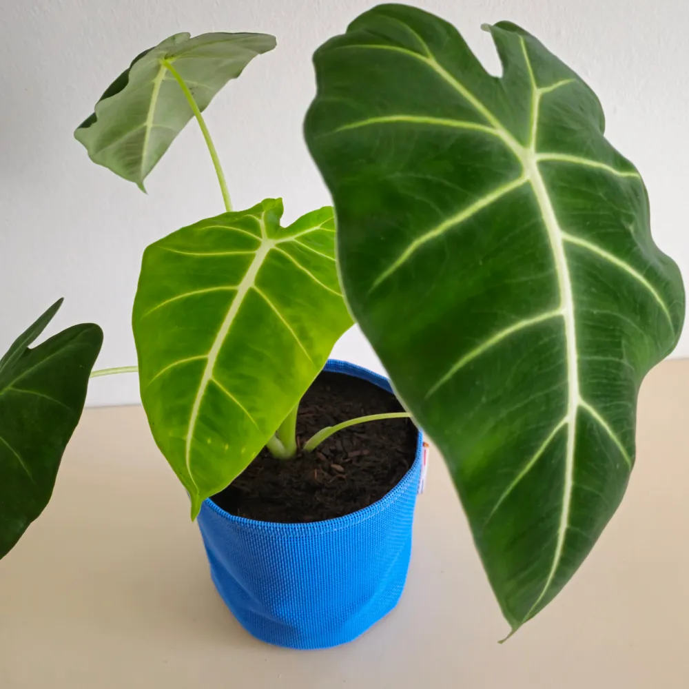 Alocasia frydek 30cm + pot respirant jaune ø15cm