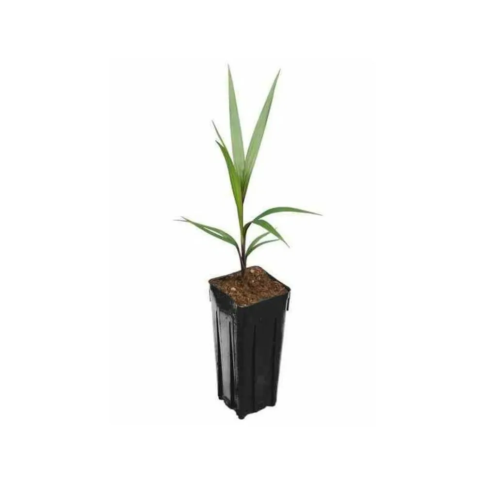 Hyophorbe lagenicaulis (palmier bouteille) spécimen pot de 40 litres - 140/160 cm