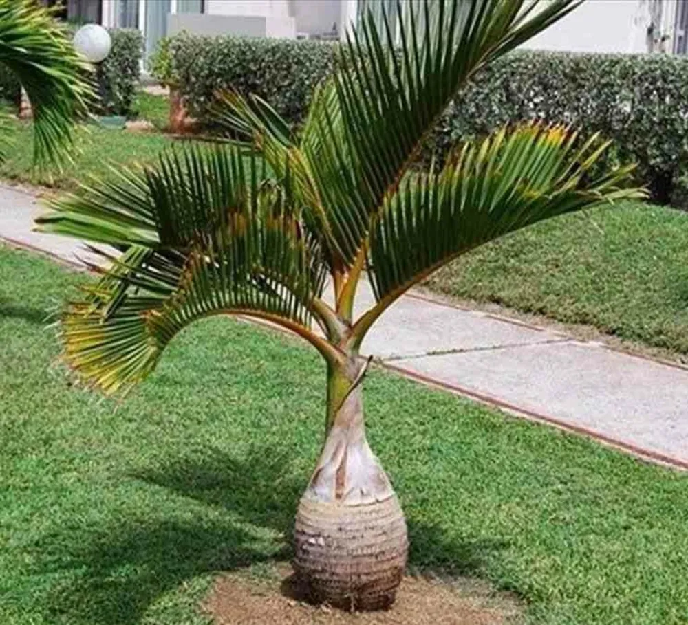 Hyophorbe lagenicaulis (palmier bouteille) spécimen pot de 40 litres - 140/160 cm