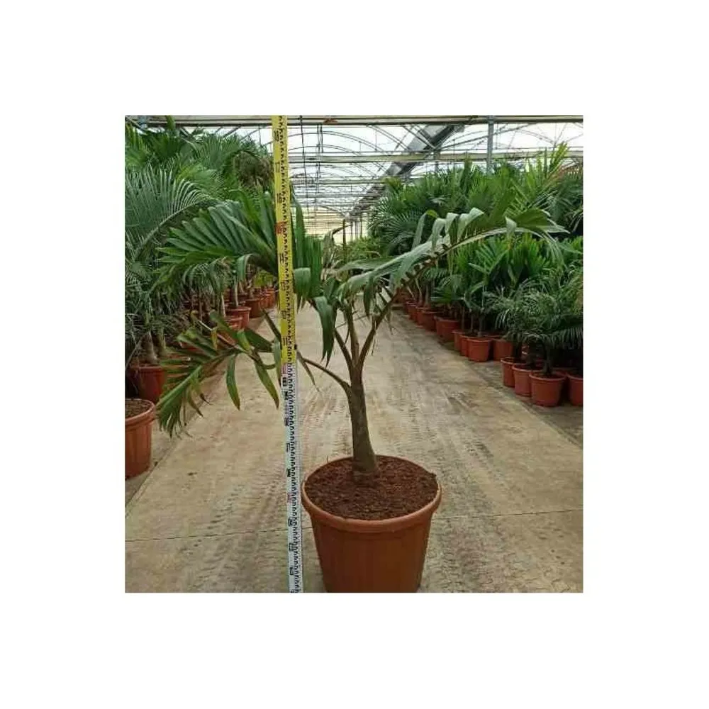 Hyophorbe lagenicaulis (palmier bouteille) spécimen pot de 40 litres - 140/160 cm